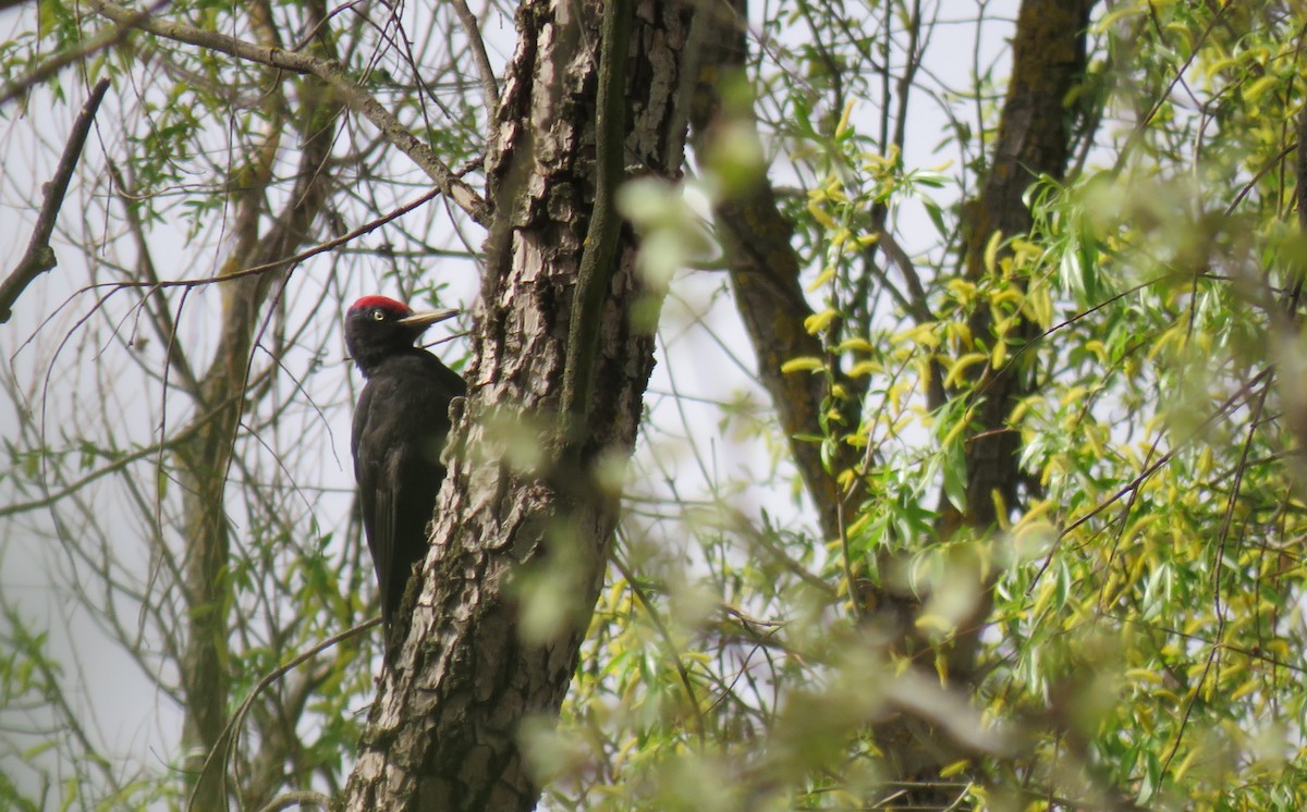 Black Woodpecker - ML616829211