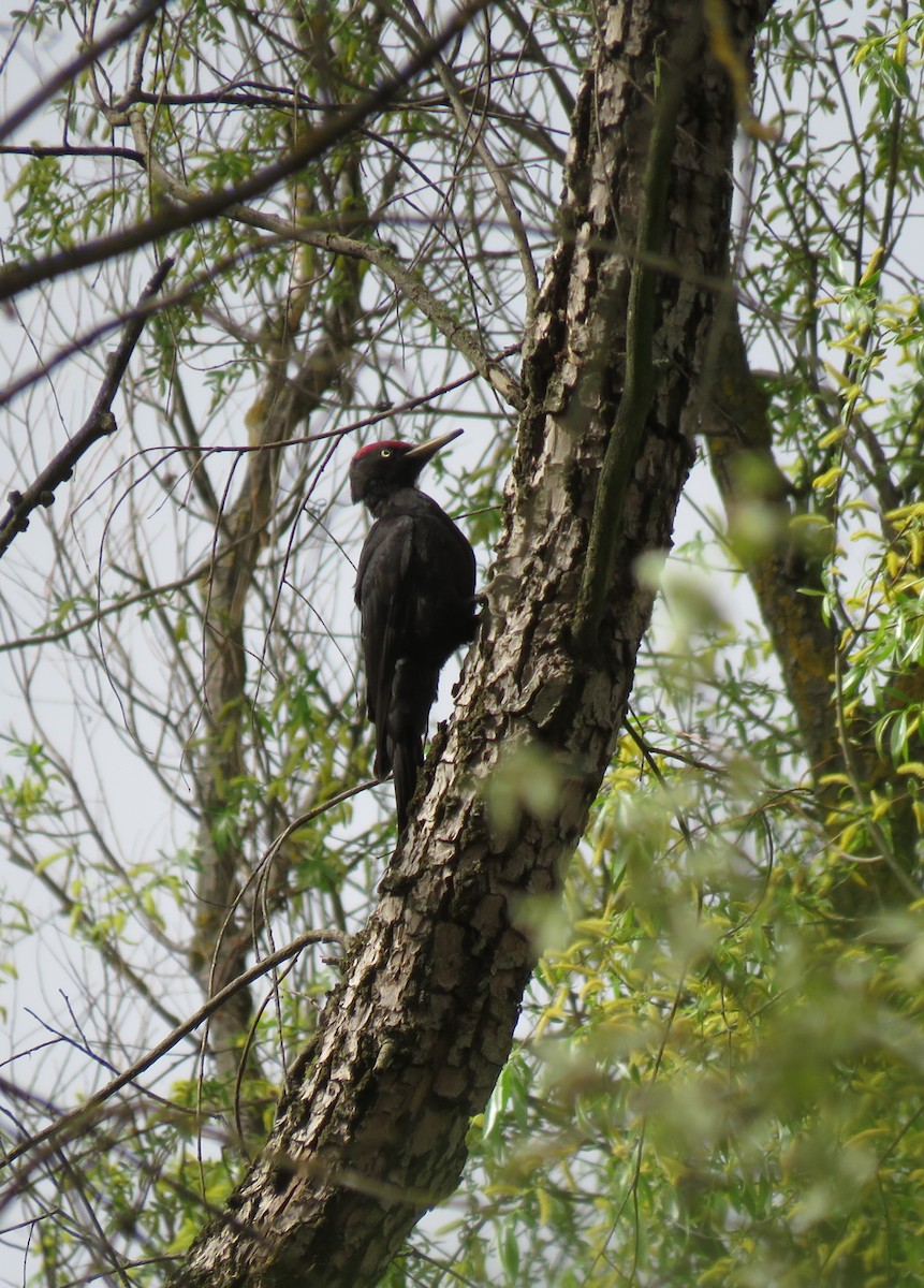 Black Woodpecker - ML616829212
