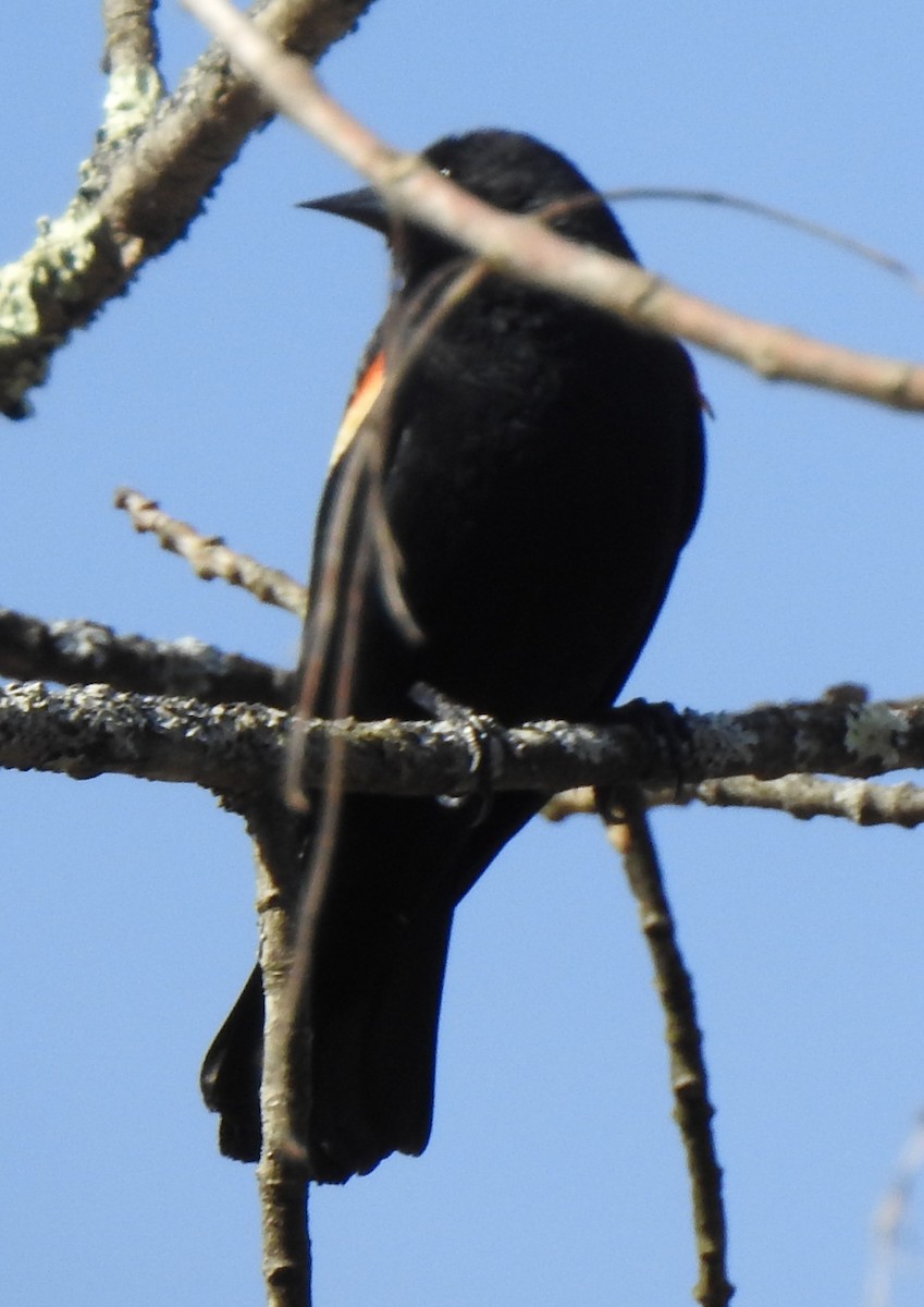 Red-winged Blackbird - ML616829220