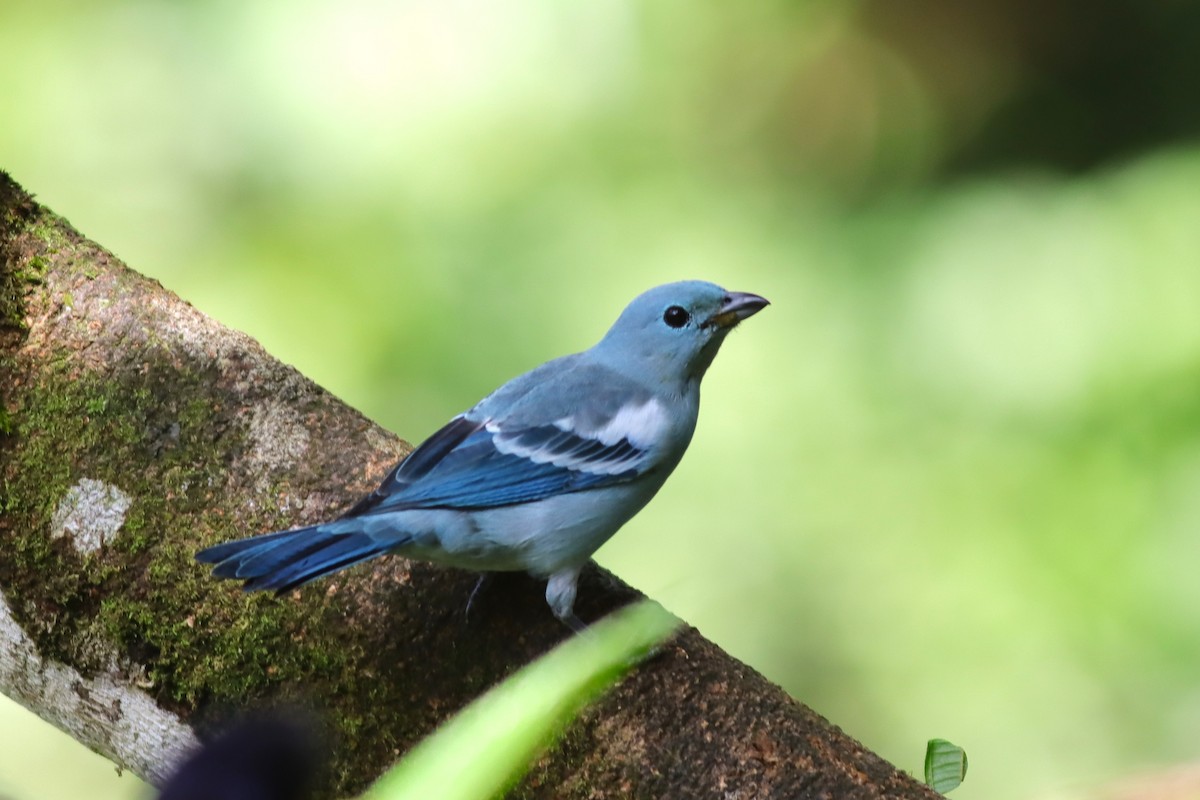 Blue-gray Tanager (White-edged) - Margaret Viens