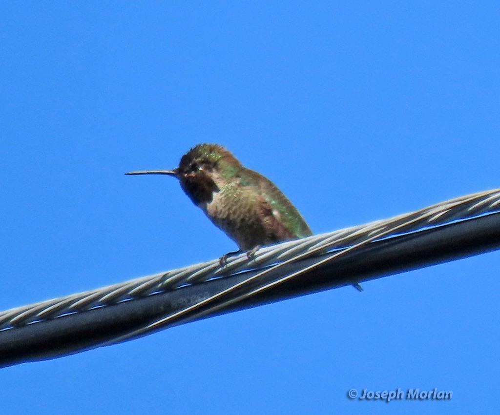 Anna's Hummingbird - ML616829284