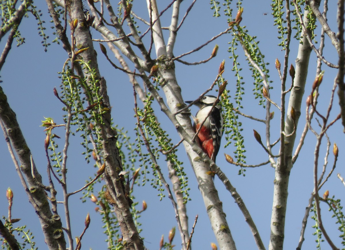 Great Spotted Woodpecker - ML616829293