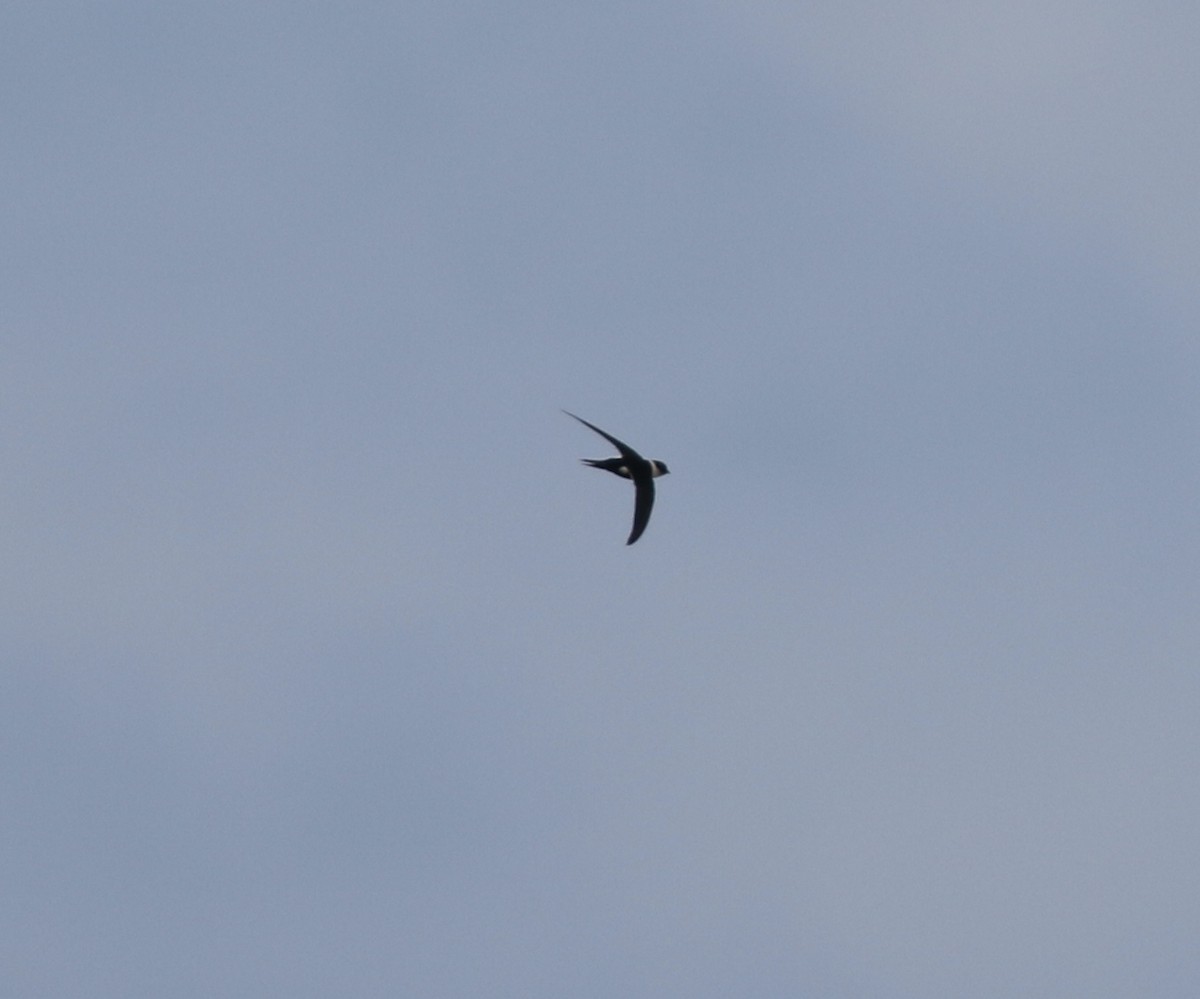 Lesser Swallow-tailed Swift - ML616829314