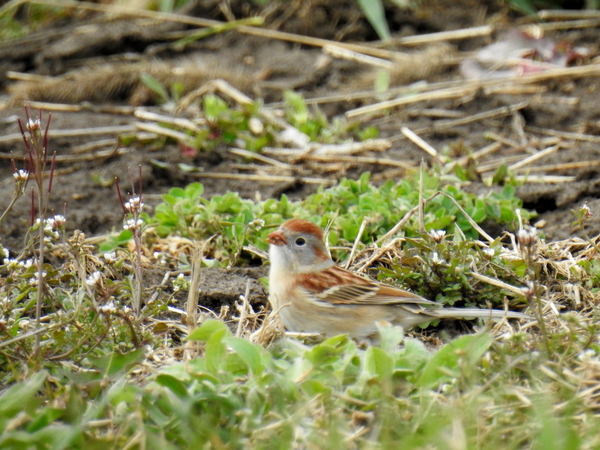 Field Sparrow - ML616829317