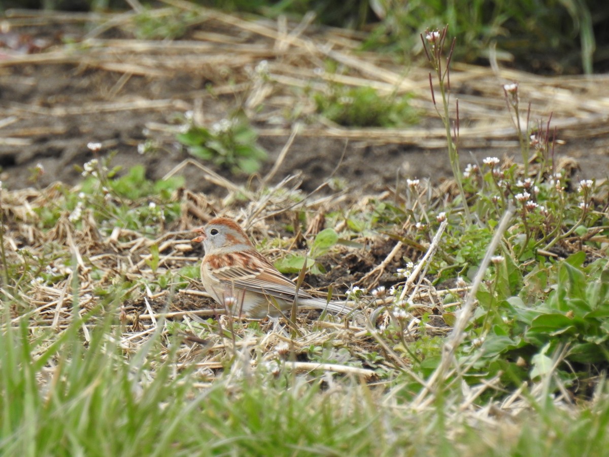 Field Sparrow - ML616829319