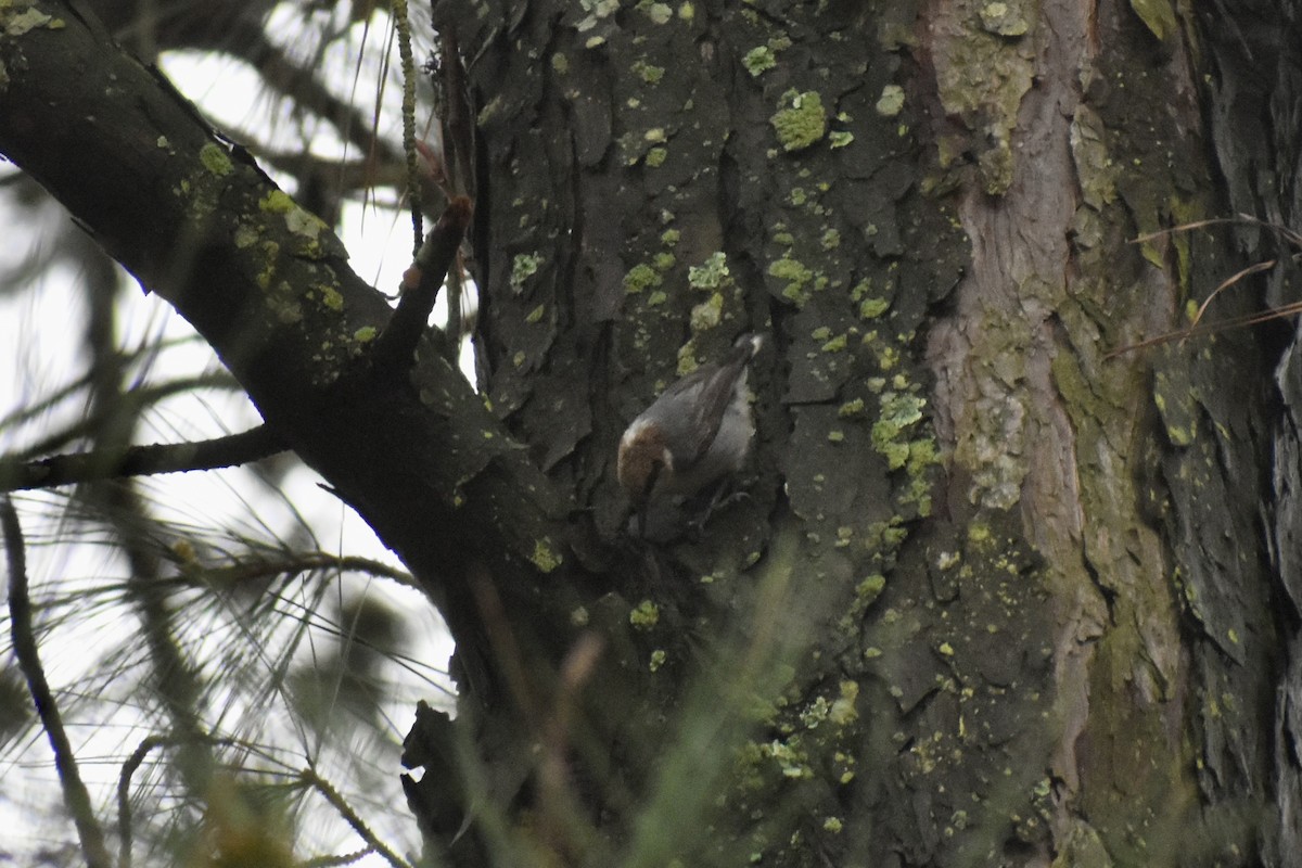 Brown-headed Nuthatch - ML616829322