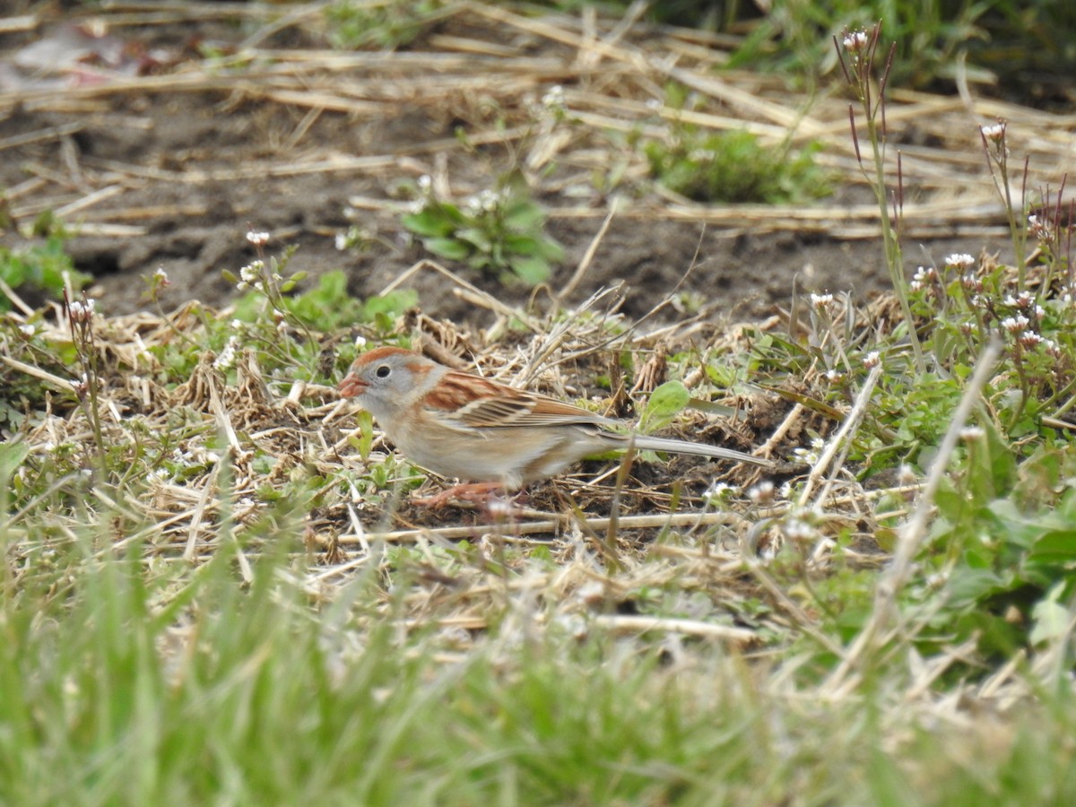 Field Sparrow - ML616829324