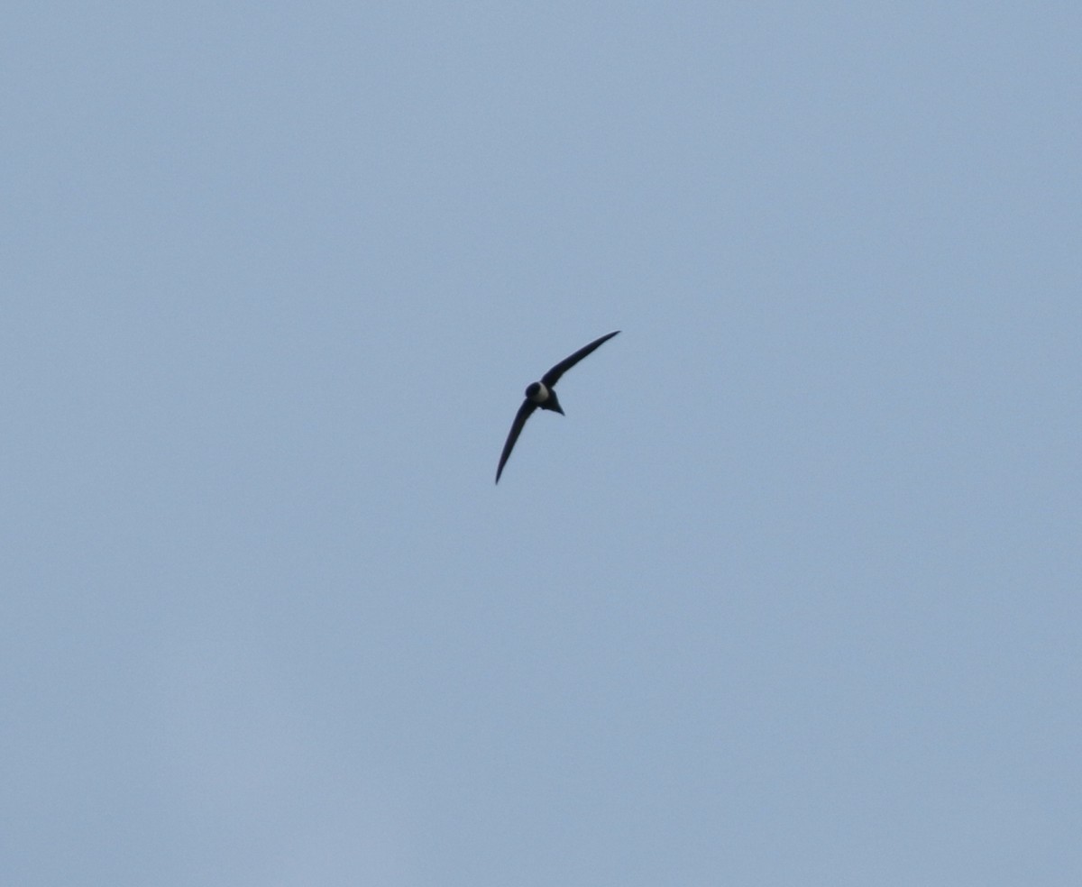 Lesser Swallow-tailed Swift - ML616829341
