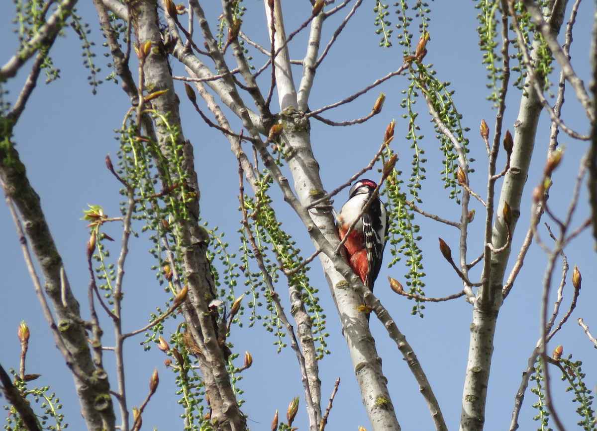 Great Spotted Woodpecker - ML616829347