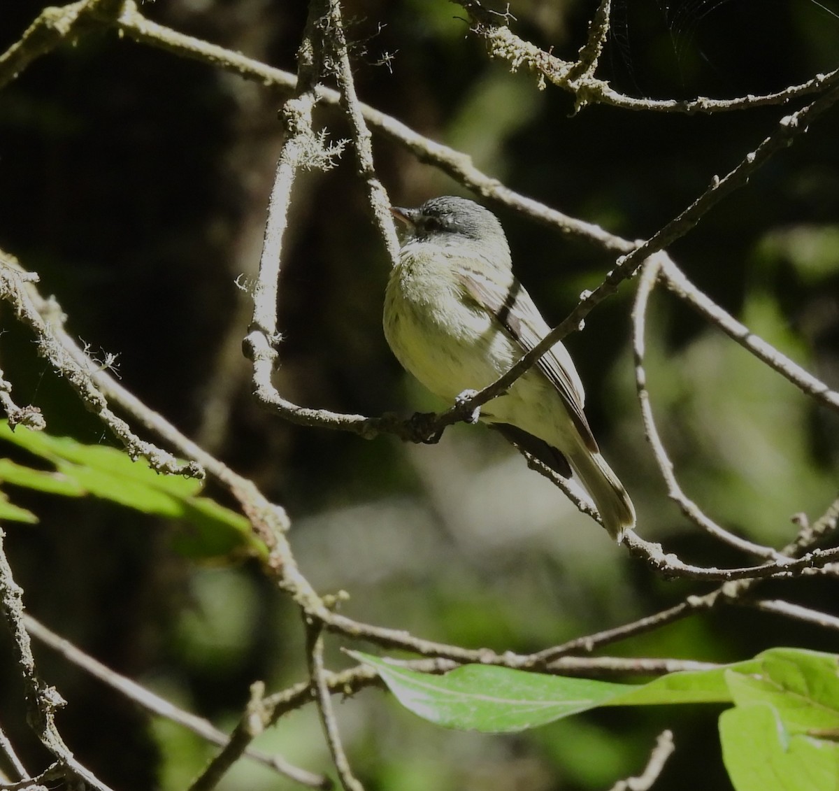 White-fronted Tyrannulet - ML616829395