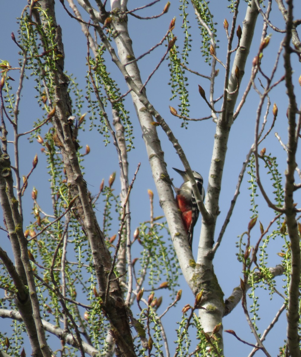 Great Spotted Woodpecker - ML616829401