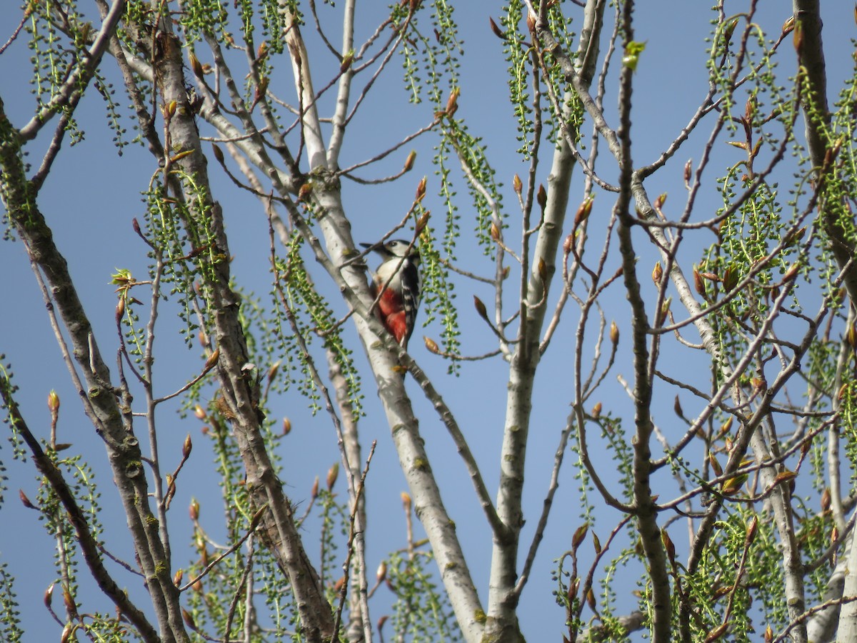 Great Spotted Woodpecker - ML616829402