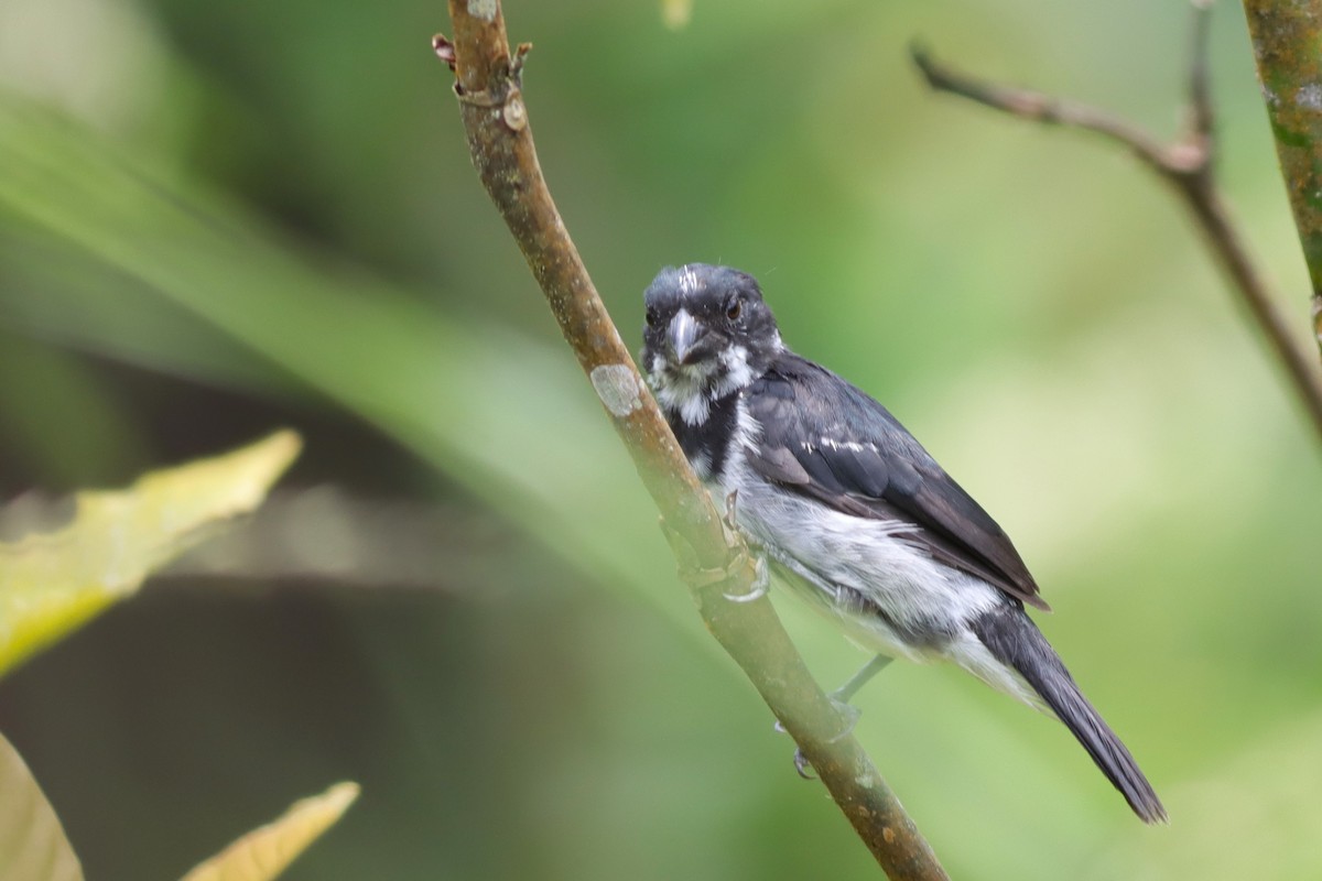 Black-and-white Seedeater - ML616829437