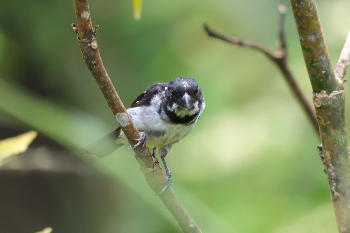 Black-and-white Seedeater - ML616829438