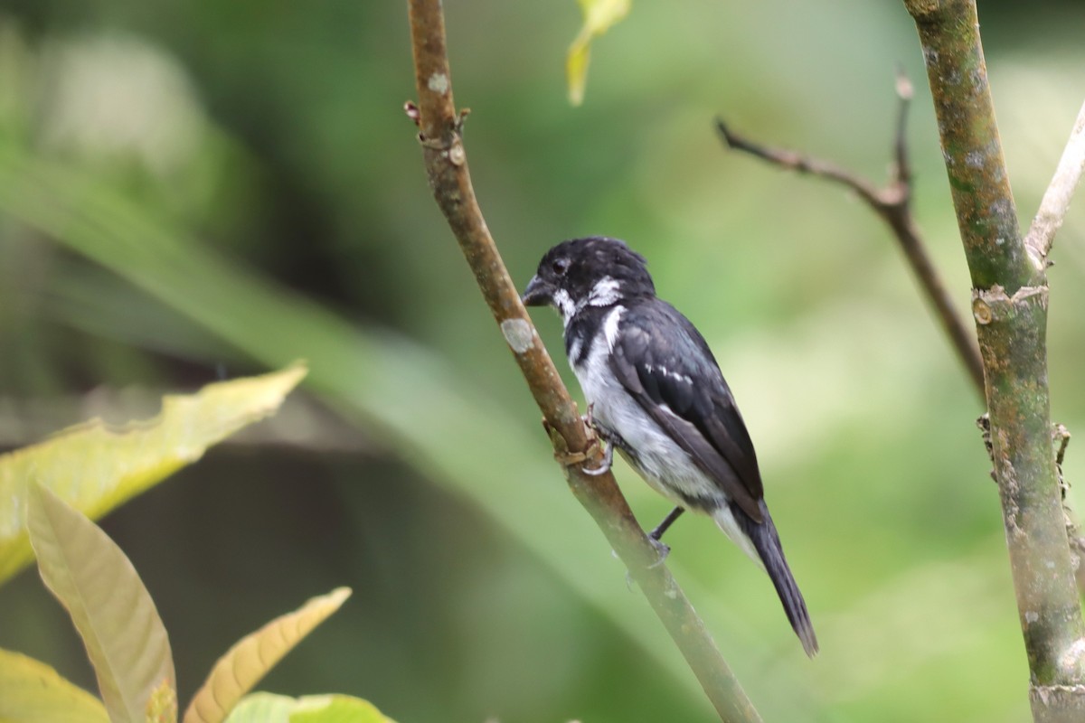 Black-and-white Seedeater - Margaret Viens