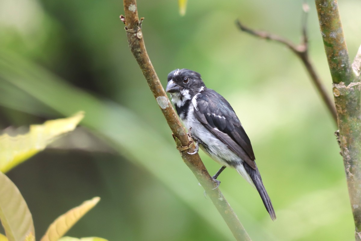 Black-and-white Seedeater - ML616829441