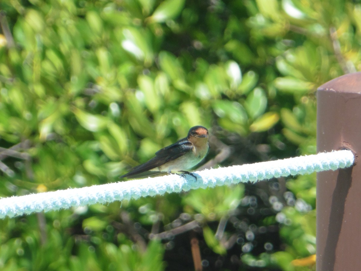 Pacific Swallow - ML616829474
