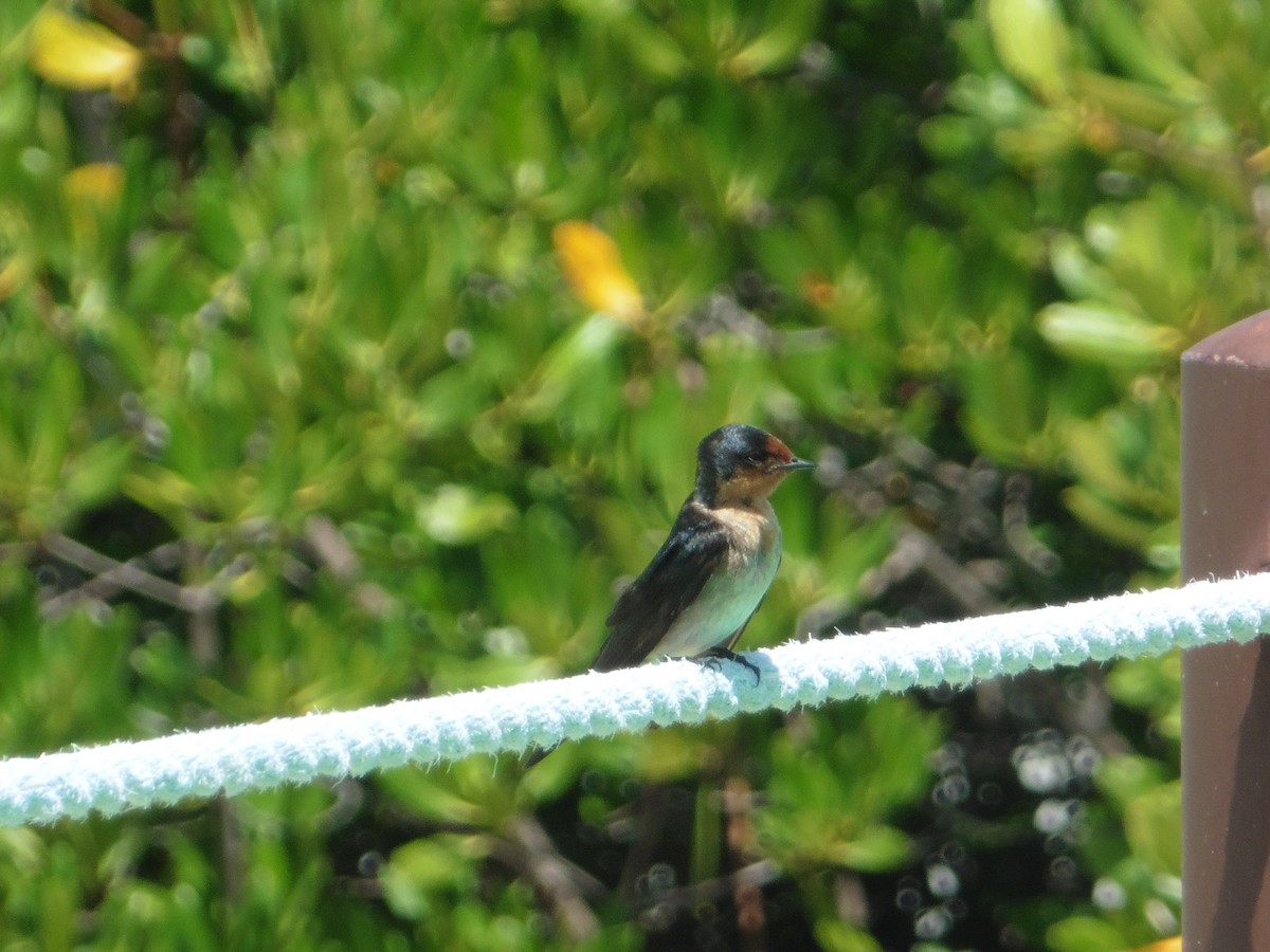 Pacific Swallow - ML616829484