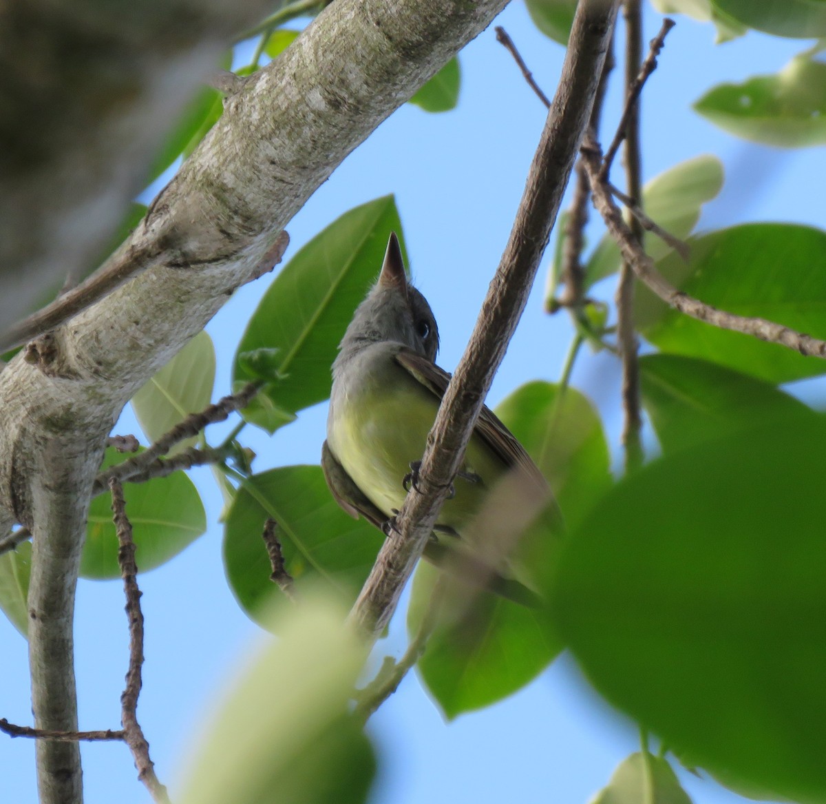 Great Crested Flycatcher - ML616829511