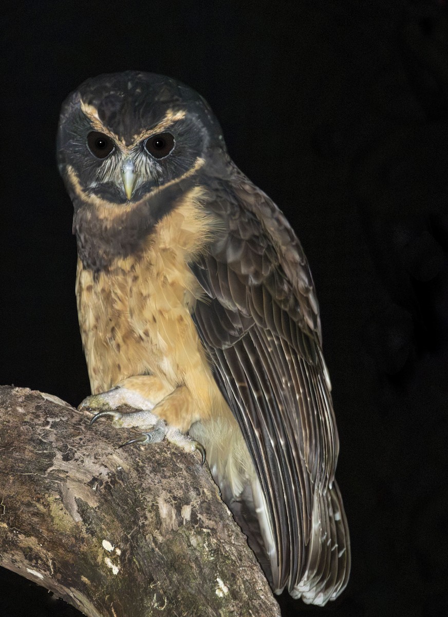 Tawny-browed Owl - ML616829585