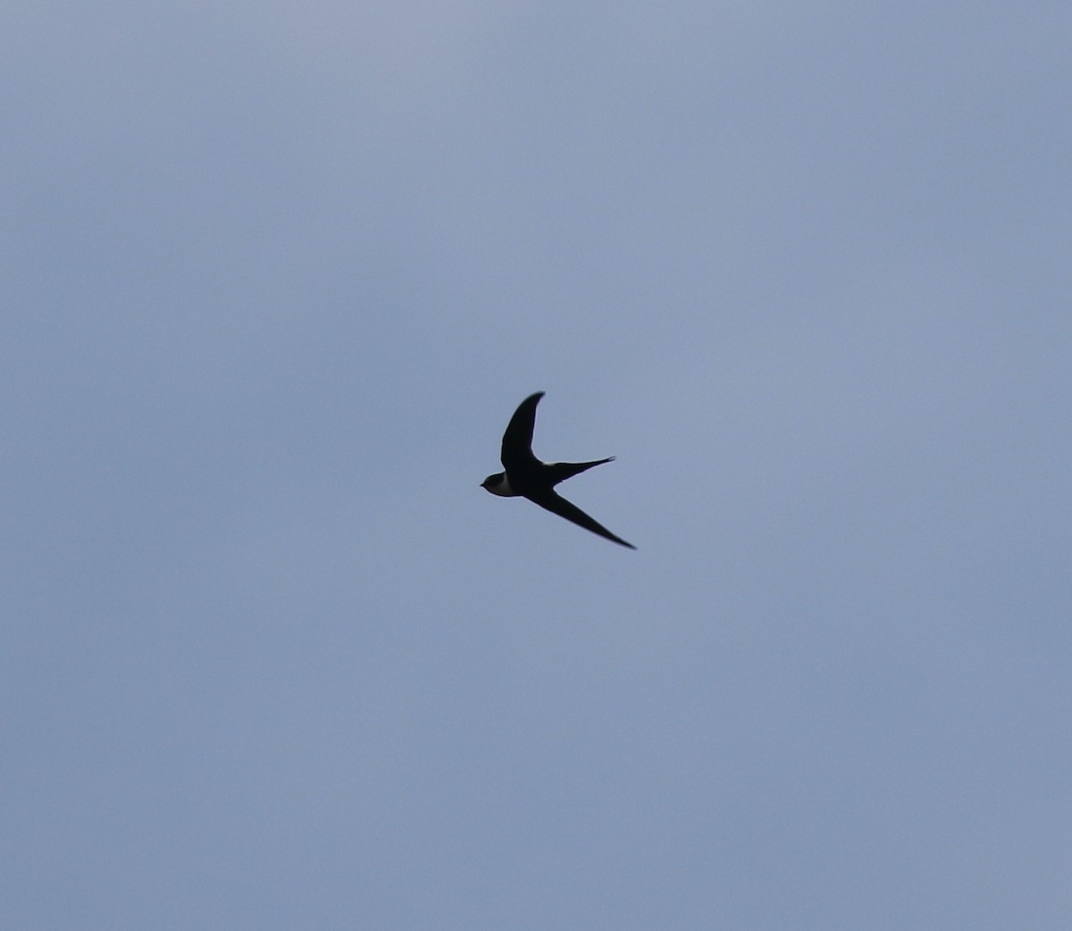 Lesser Swallow-tailed Swift - ML616829611