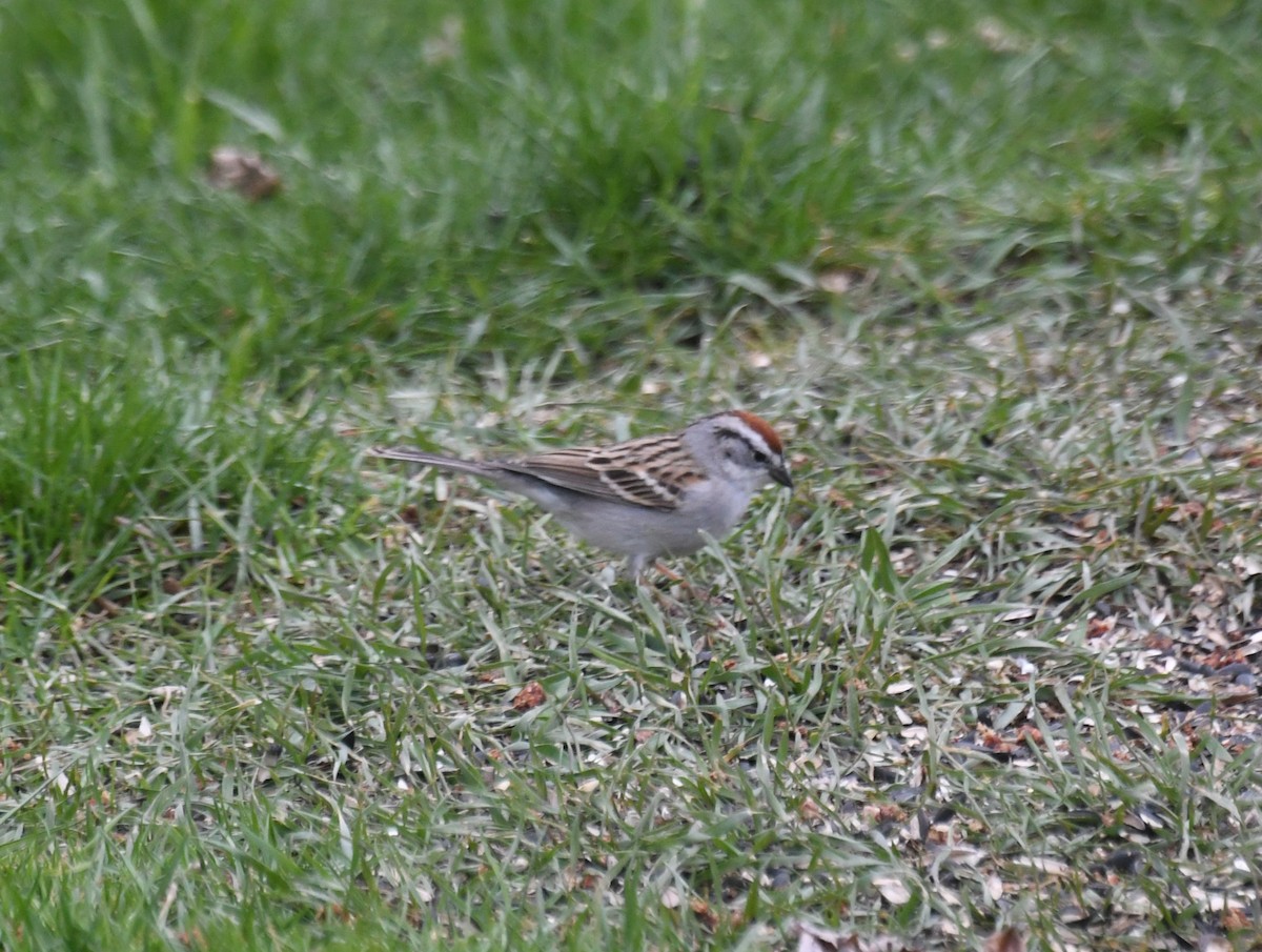 Chipping Sparrow - ML616829617