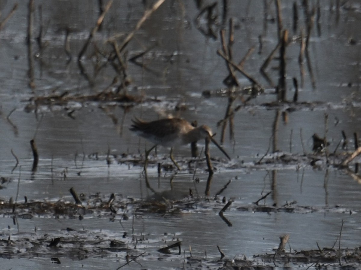Long-billed Dowitcher - Austin Rice