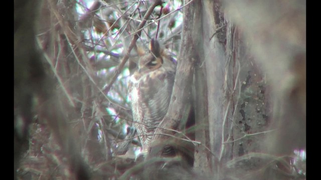 Great Horned Owl - ML616829754