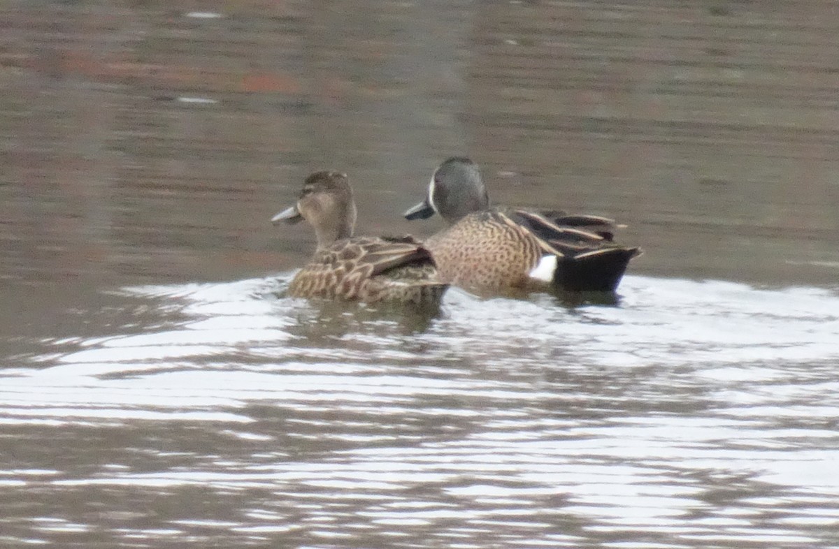 Blue-winged Teal - ML616829923