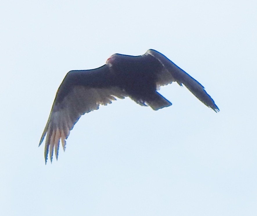 Turkey Vulture - ML616829927