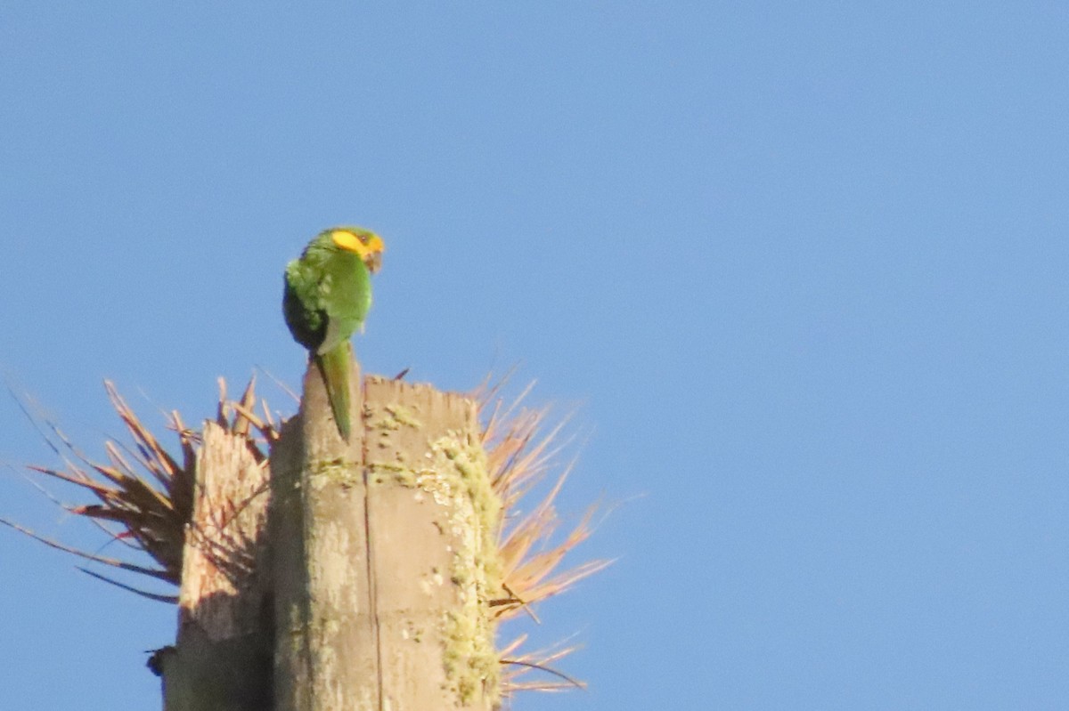 Yellow-eared Parrot - ML616829930