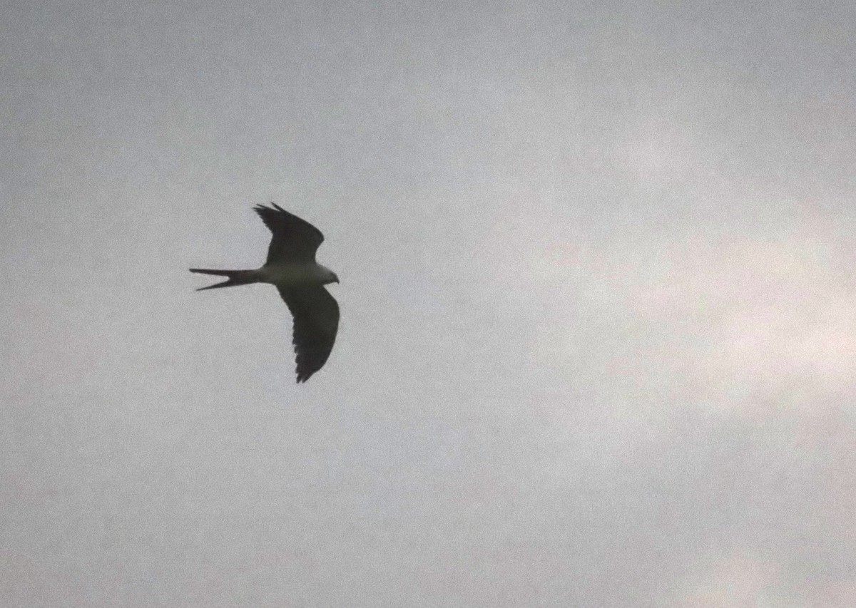 Swallow-tailed Kite - ML616830019