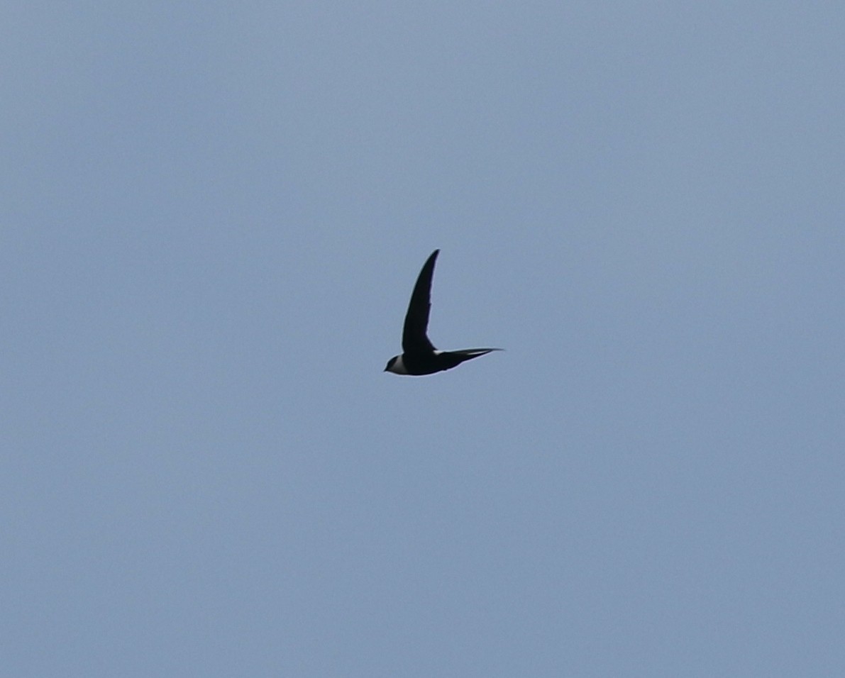 Lesser Swallow-tailed Swift - ML616830065