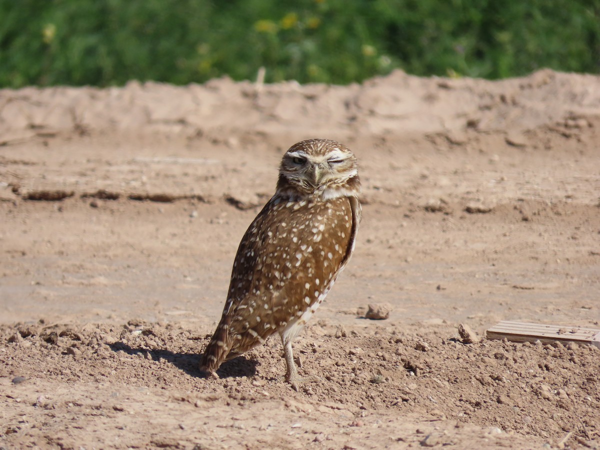 Burrowing Owl - ML616830175