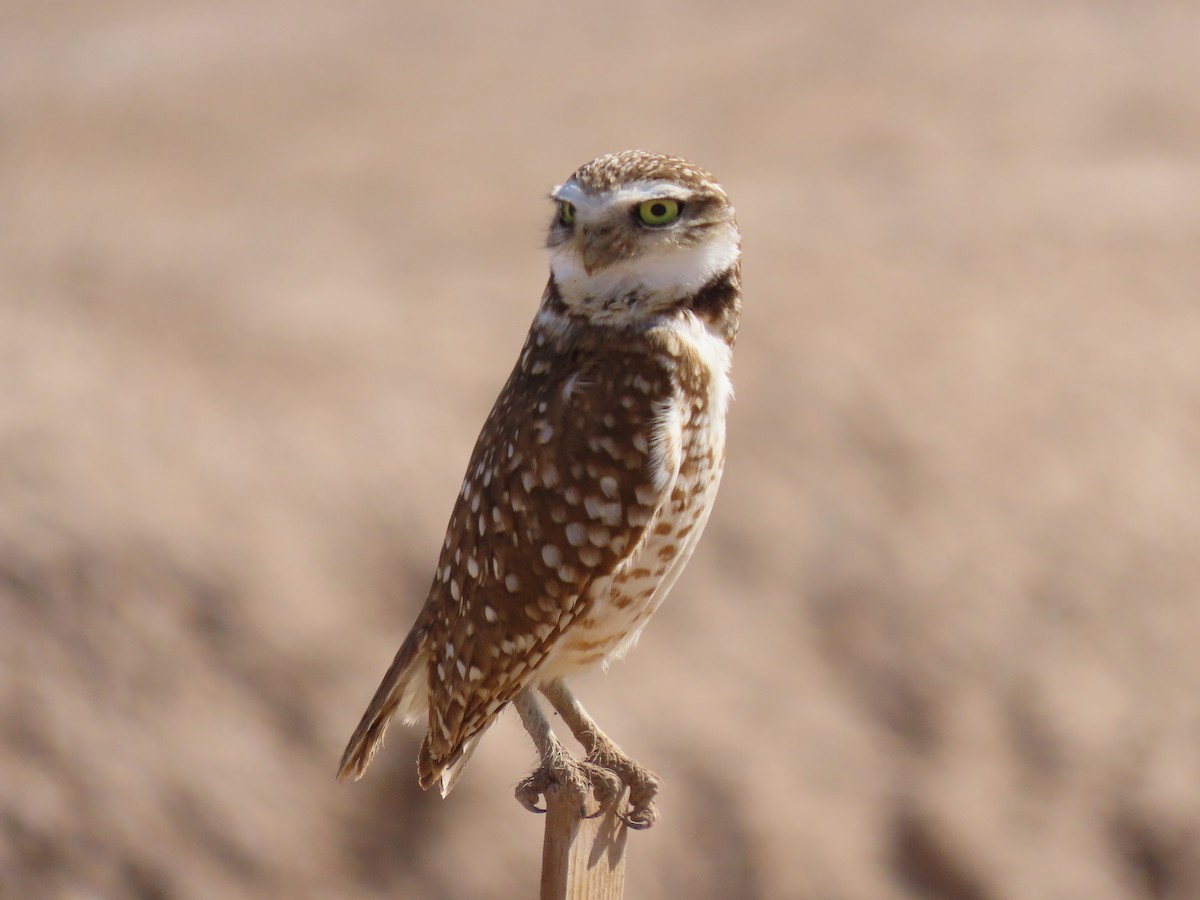 Burrowing Owl - Brent Thomas