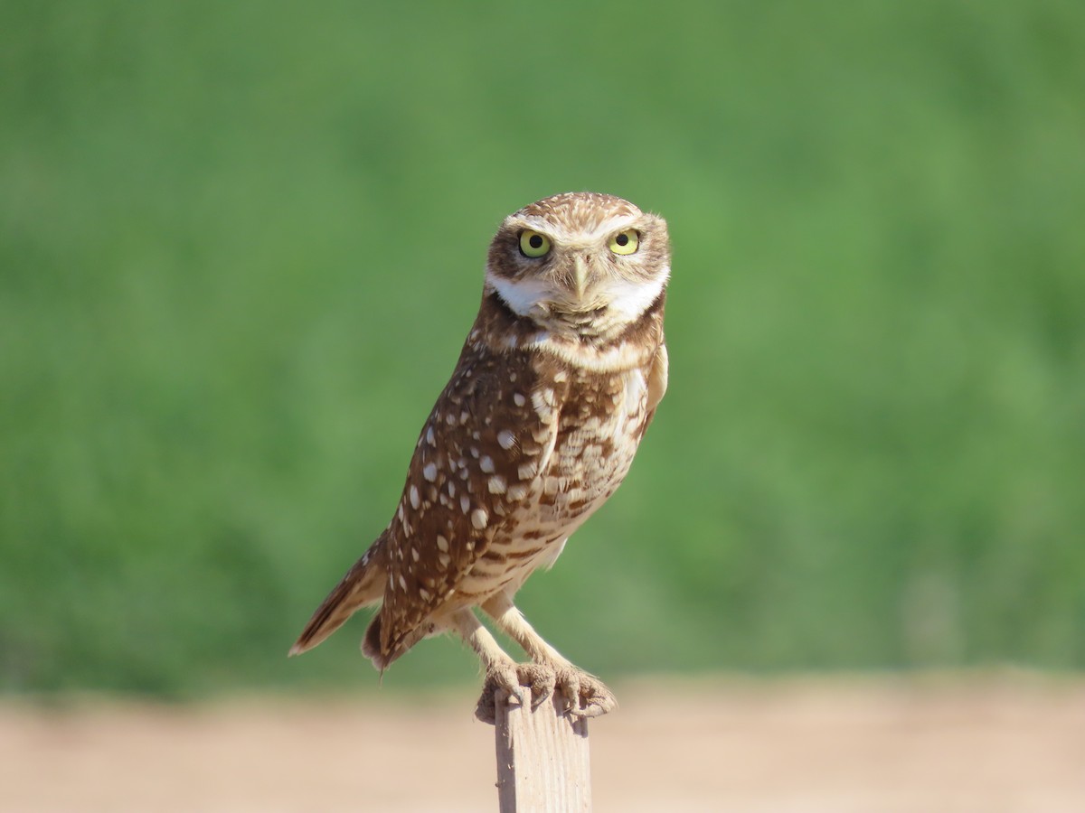 Burrowing Owl - ML616830191