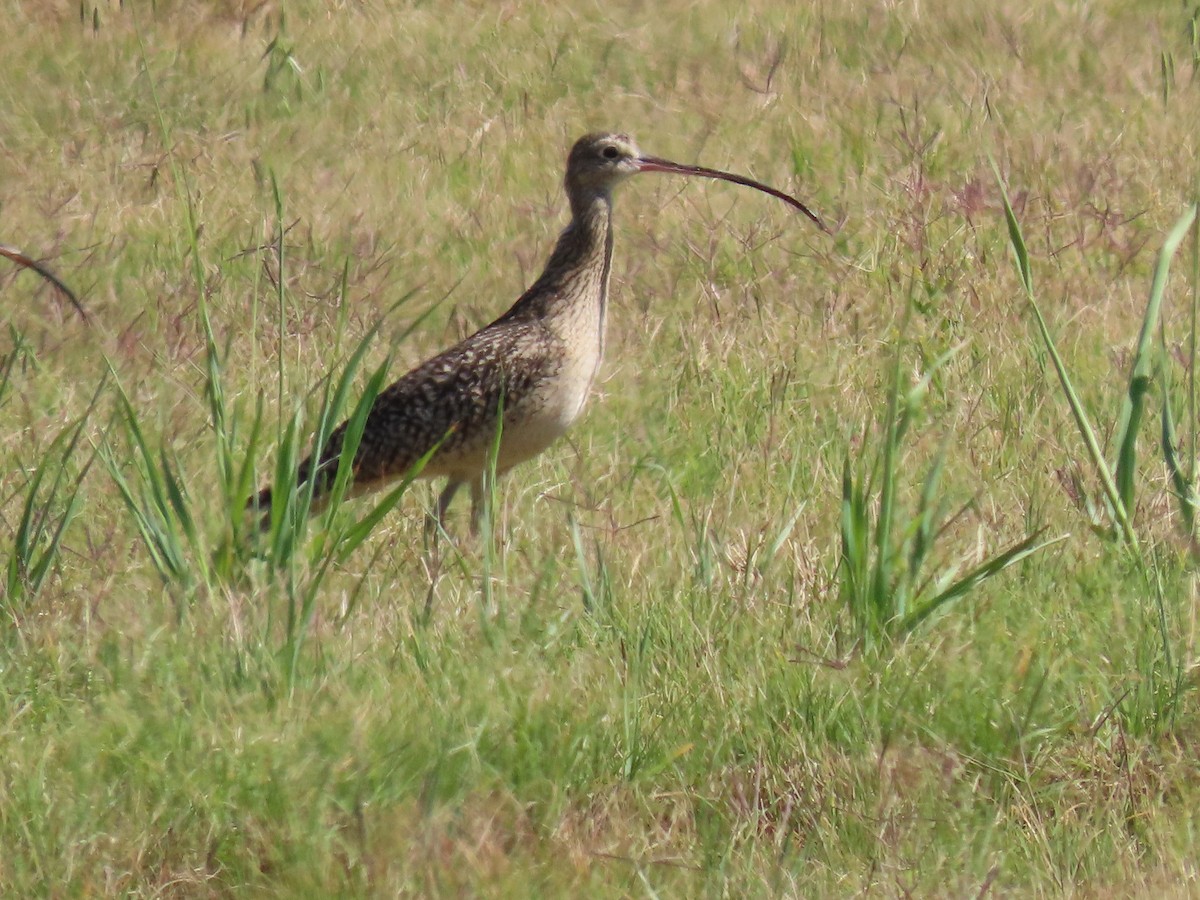 Long-billed Curlew - ML616830224