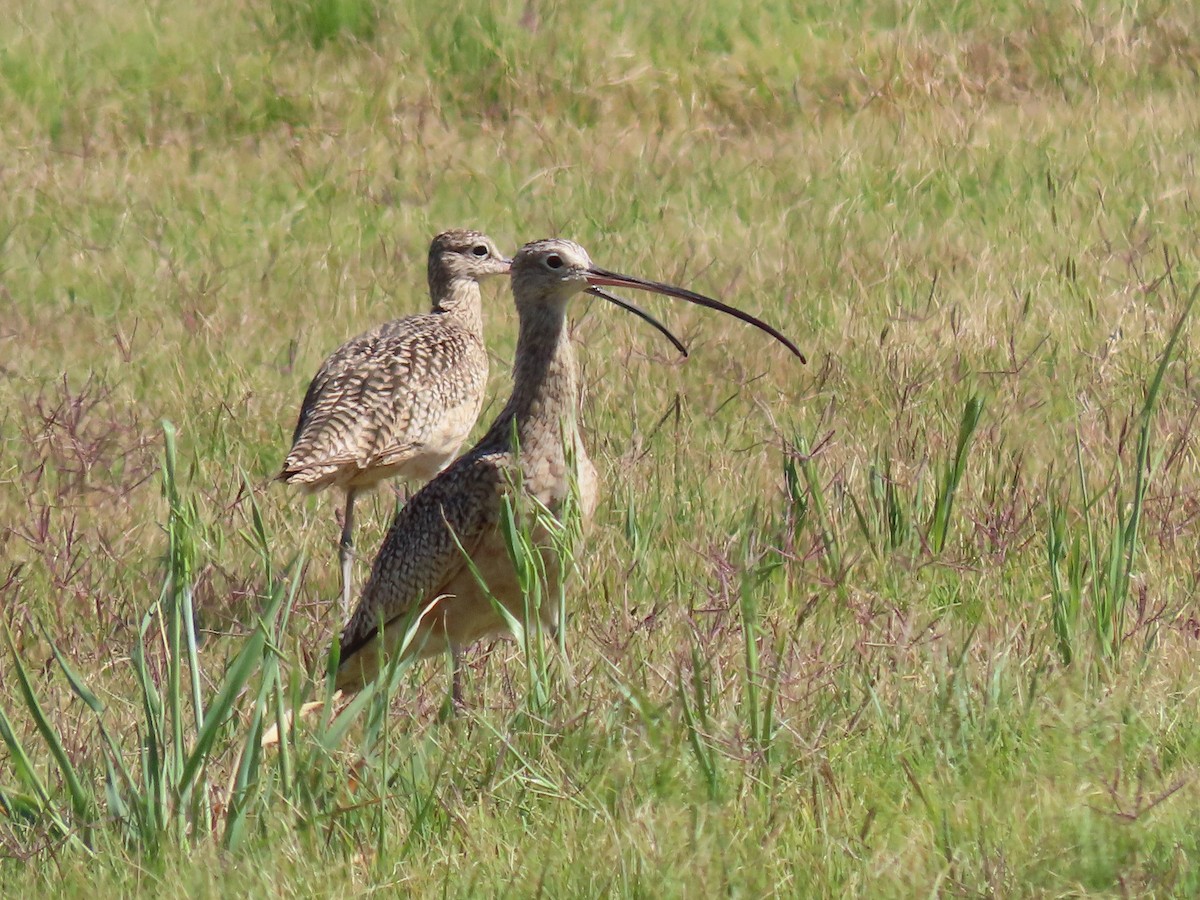 Long-billed Curlew - ML616830232