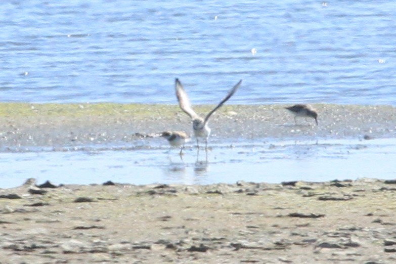 Piping Plover - ML616830380