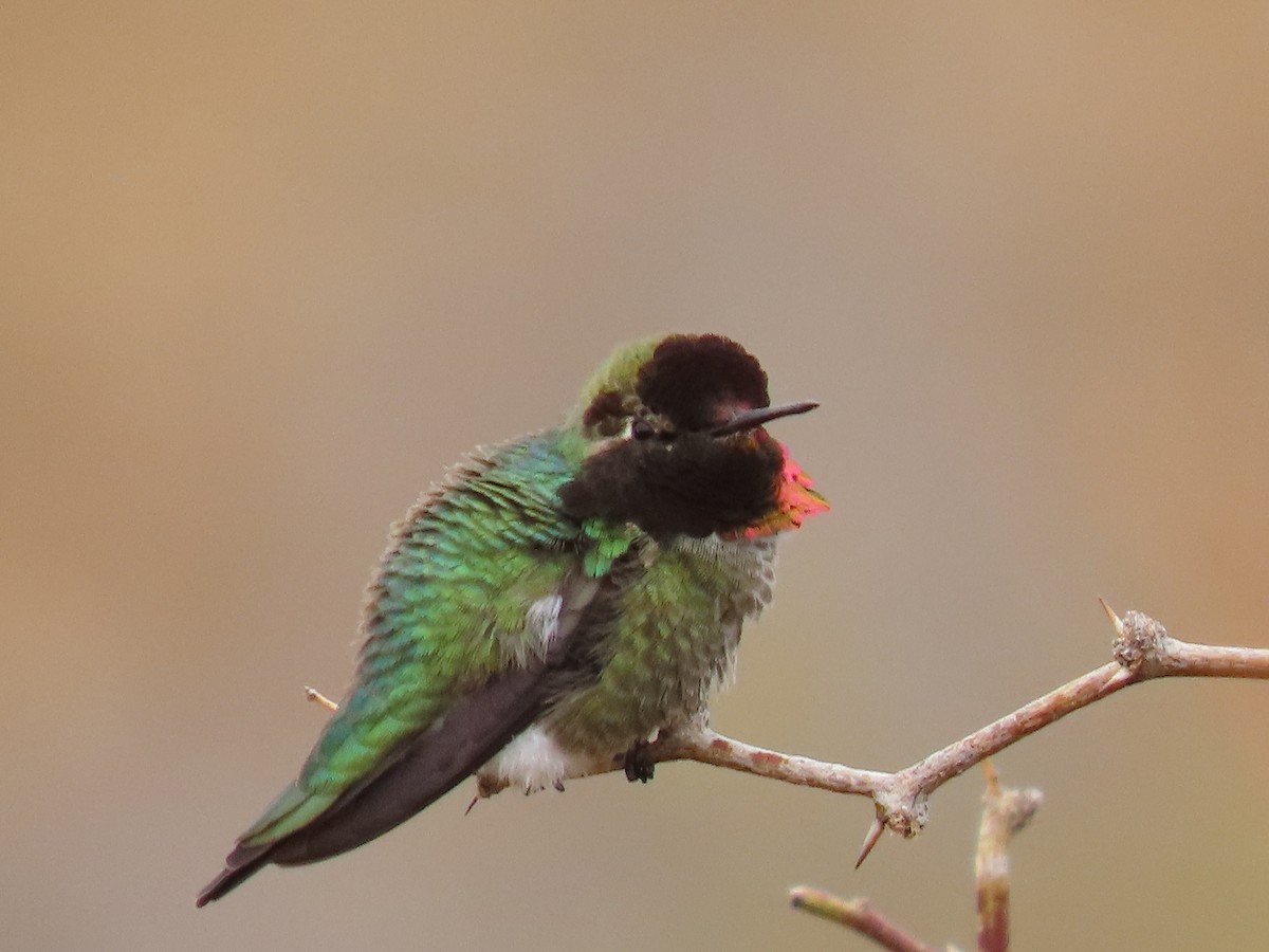 Anna's Hummingbird - ML616830397