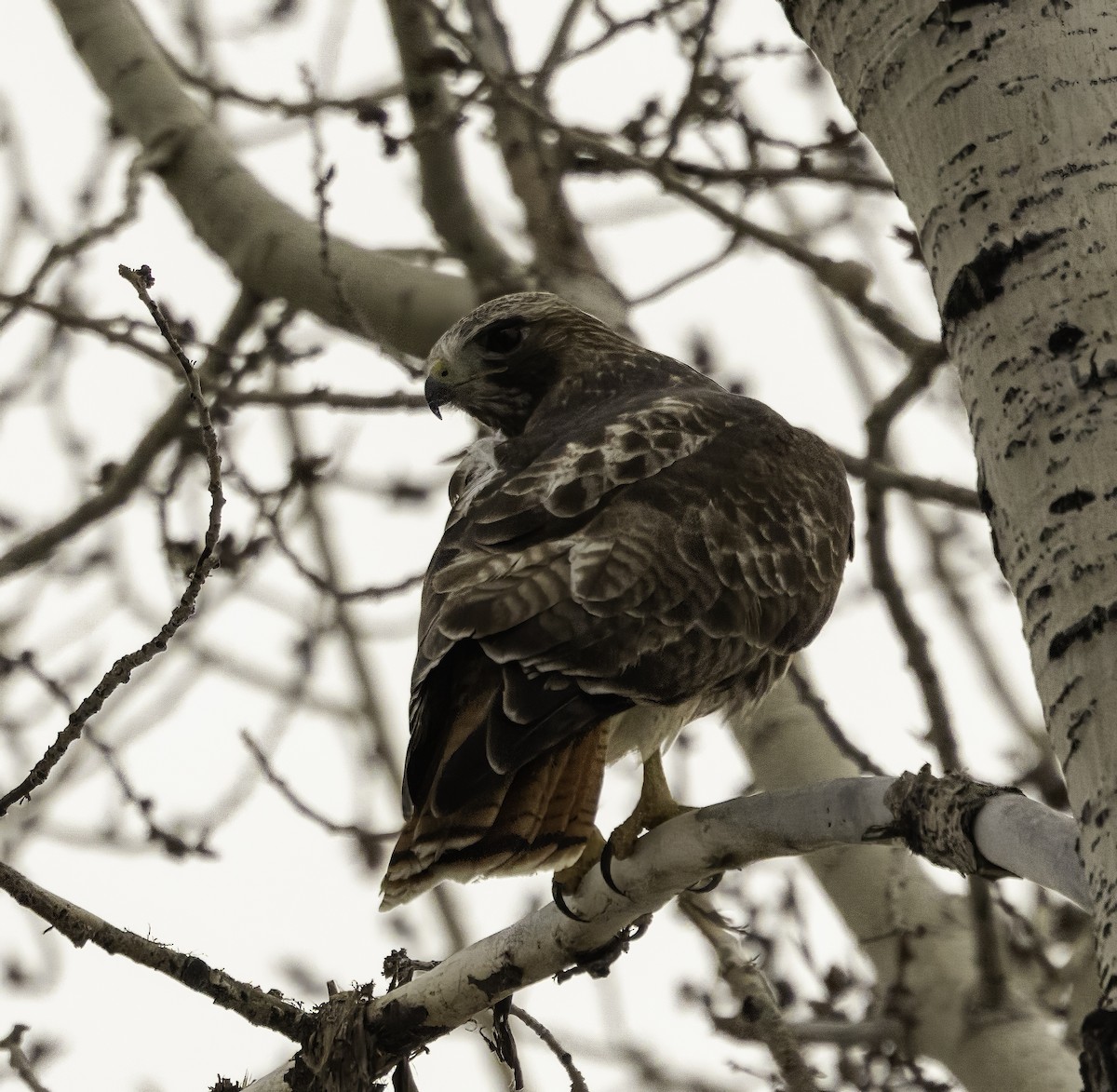 Red-tailed Hawk - ML616830418