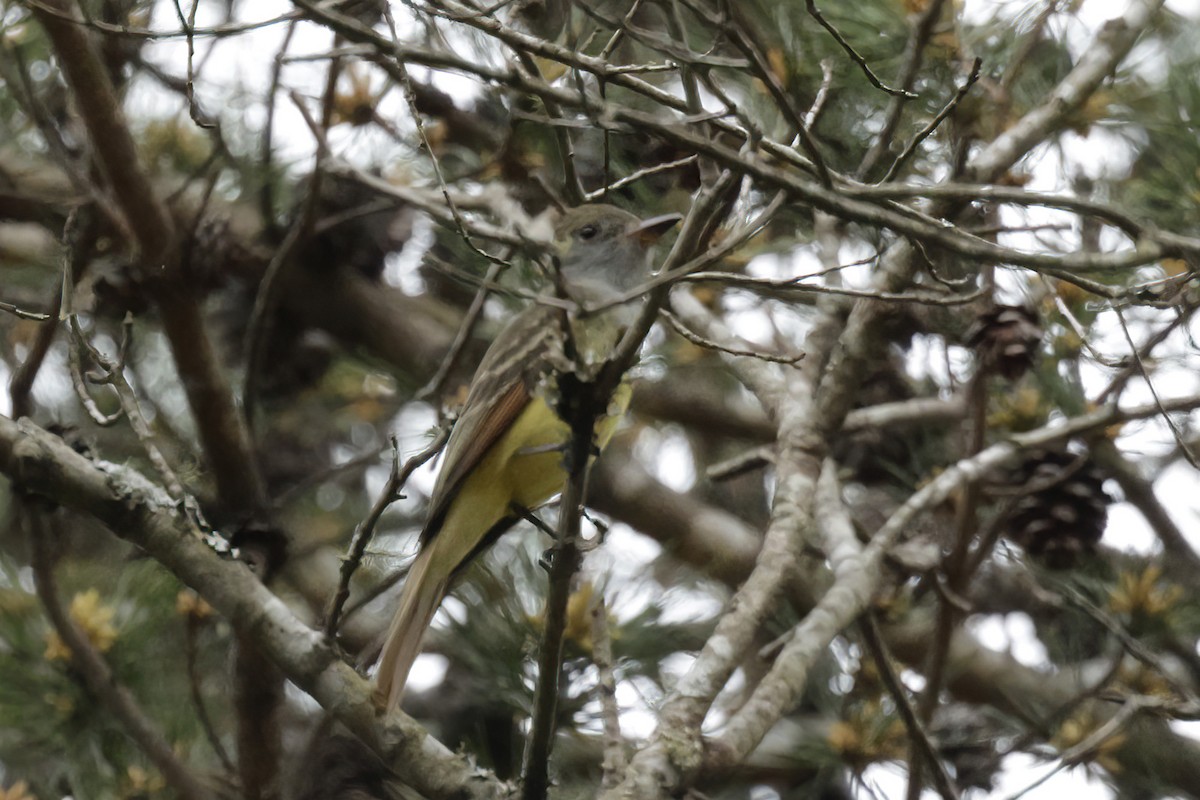 Great Crested Flycatcher - ML616830550
