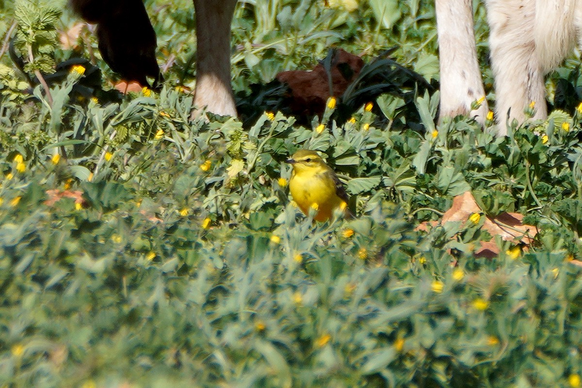 Western Yellow Wagtail (flavissima) - Josep Manchado | BirdingMajorca.com