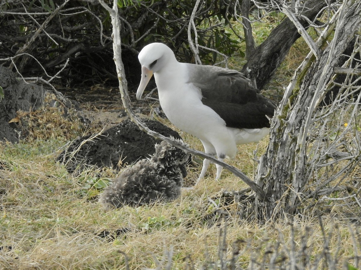 albatros laysanský - ML616830662