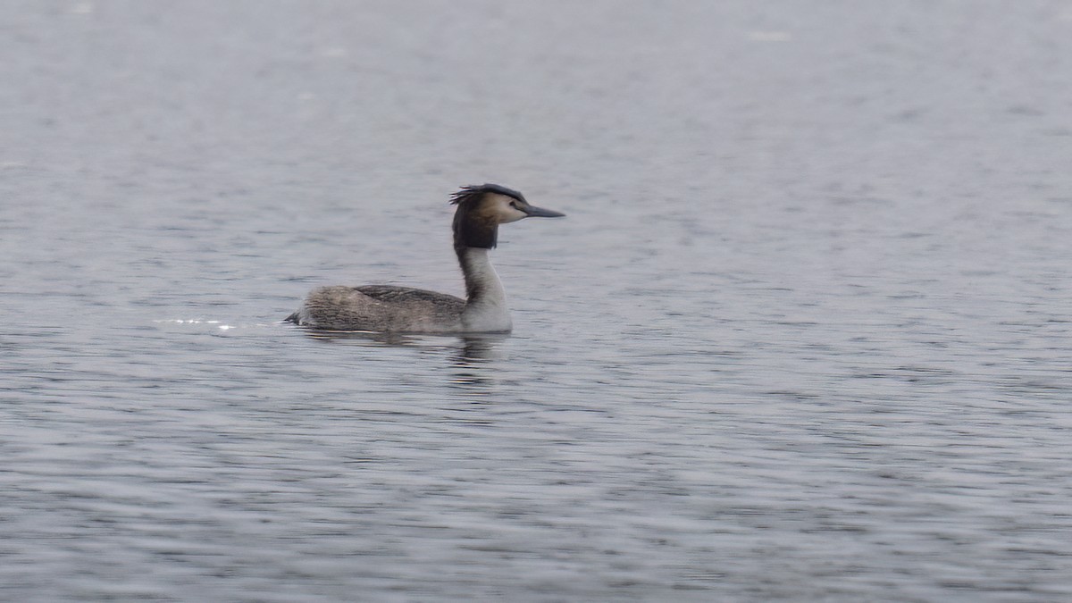 Great Crested Grebe - ML616830922