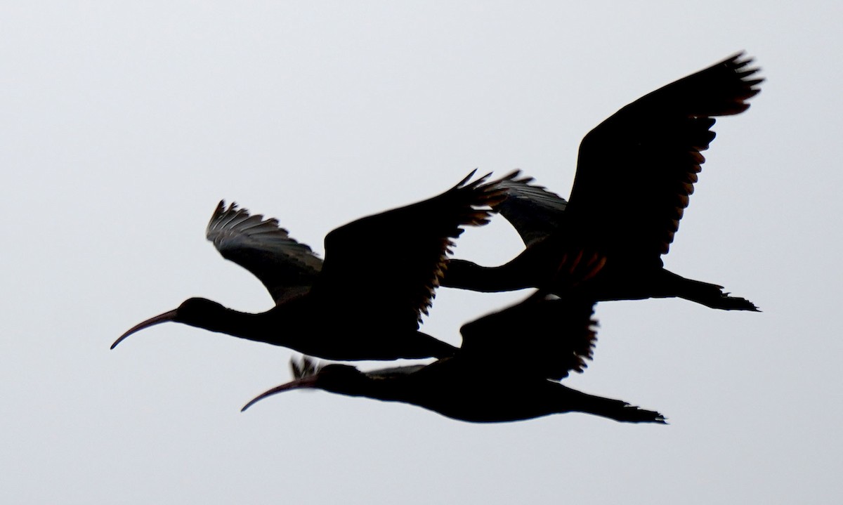 ibis andský - ML616830972
