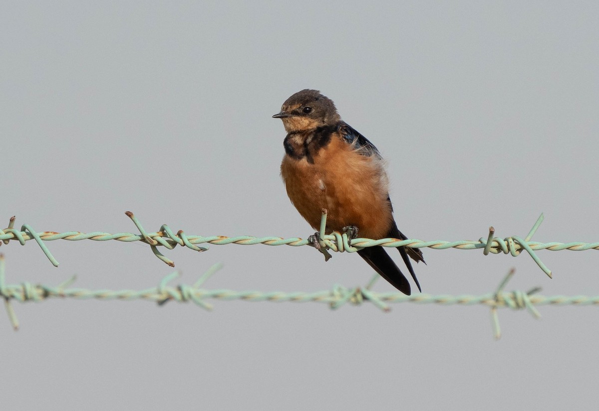 Barn Swallow (Tytler's) - ML616831028