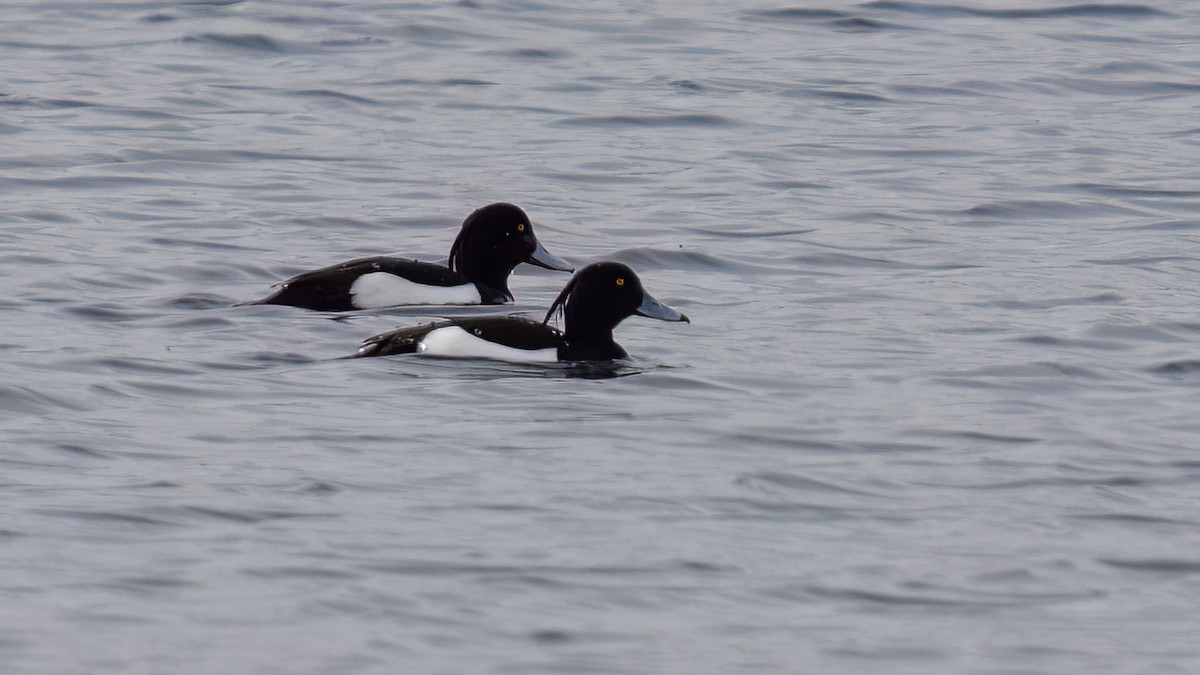 Tufted Duck - ML616831316