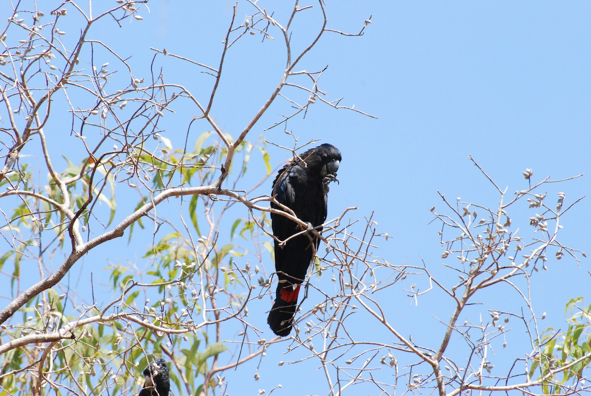 Red-tailed Black-Cockatoo - ML616831400