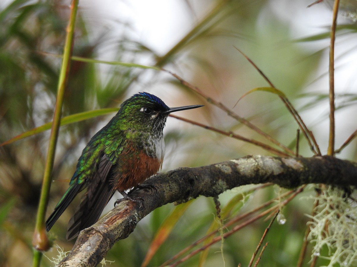 Violet-tailed Sylph - ML616831430